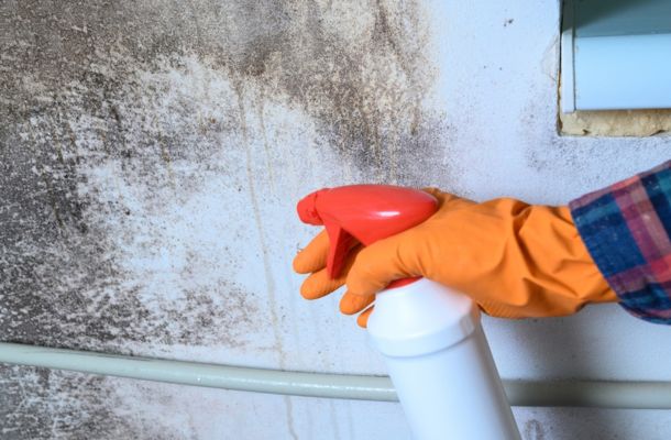 Mold Remediation San Mateo, California